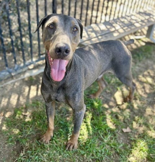 Photo of Dasher, adoptable Doberman Pinscher in Riverside, California