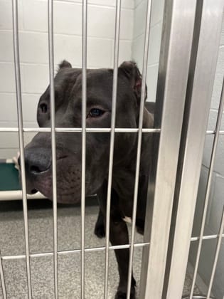 Photo of Pee Wee, adoptable dog in Baltimore, Maryland