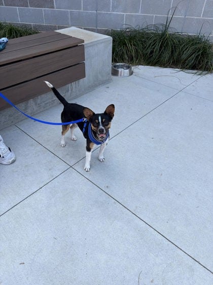 Photo of Blu, adoptable dog in Atlanta, Georgia