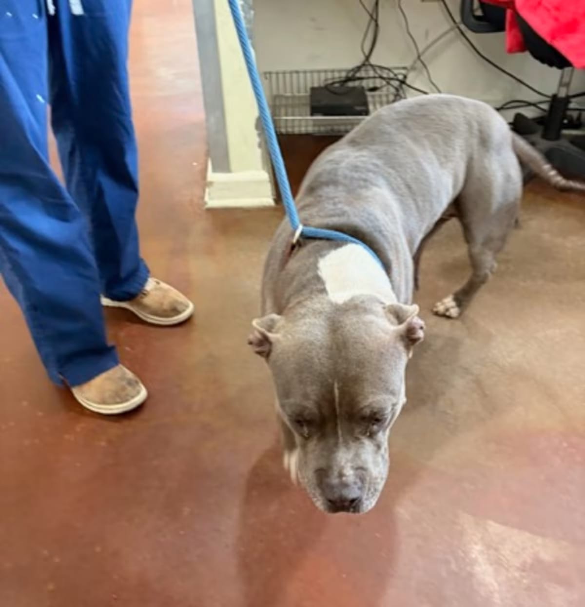 Photo of Roxie, adoptable American Pit Bull Terrier in New Orleans, Louisiana