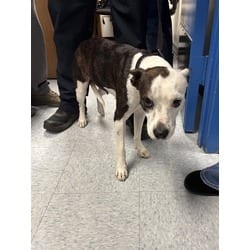 Photo of Cleo, adoptable Terrier (Unknown Type, Medium) in Doral, Florida