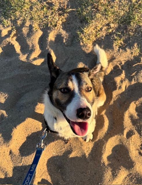 Photo of JP, adoptable Queensland Heeler in Santa Barbara, California