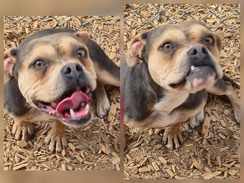 Photo of Cottonwood, adoptable Bulldog in Albuquerque, New Mexico