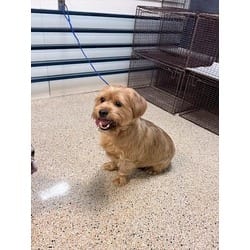 Photo of Noah, adoptable Yorkie, Yorkshire Terrier Shih Tzu in Doral, Florida