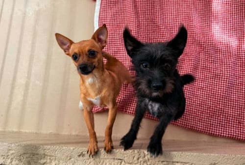 Photo of Lincoln, adoptable Cairn Terrier in Yreka, California