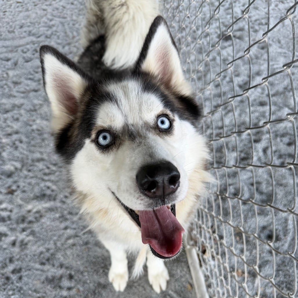 Photo of Jagger, adoptable Husky, Siberian in Staunton, Virginia