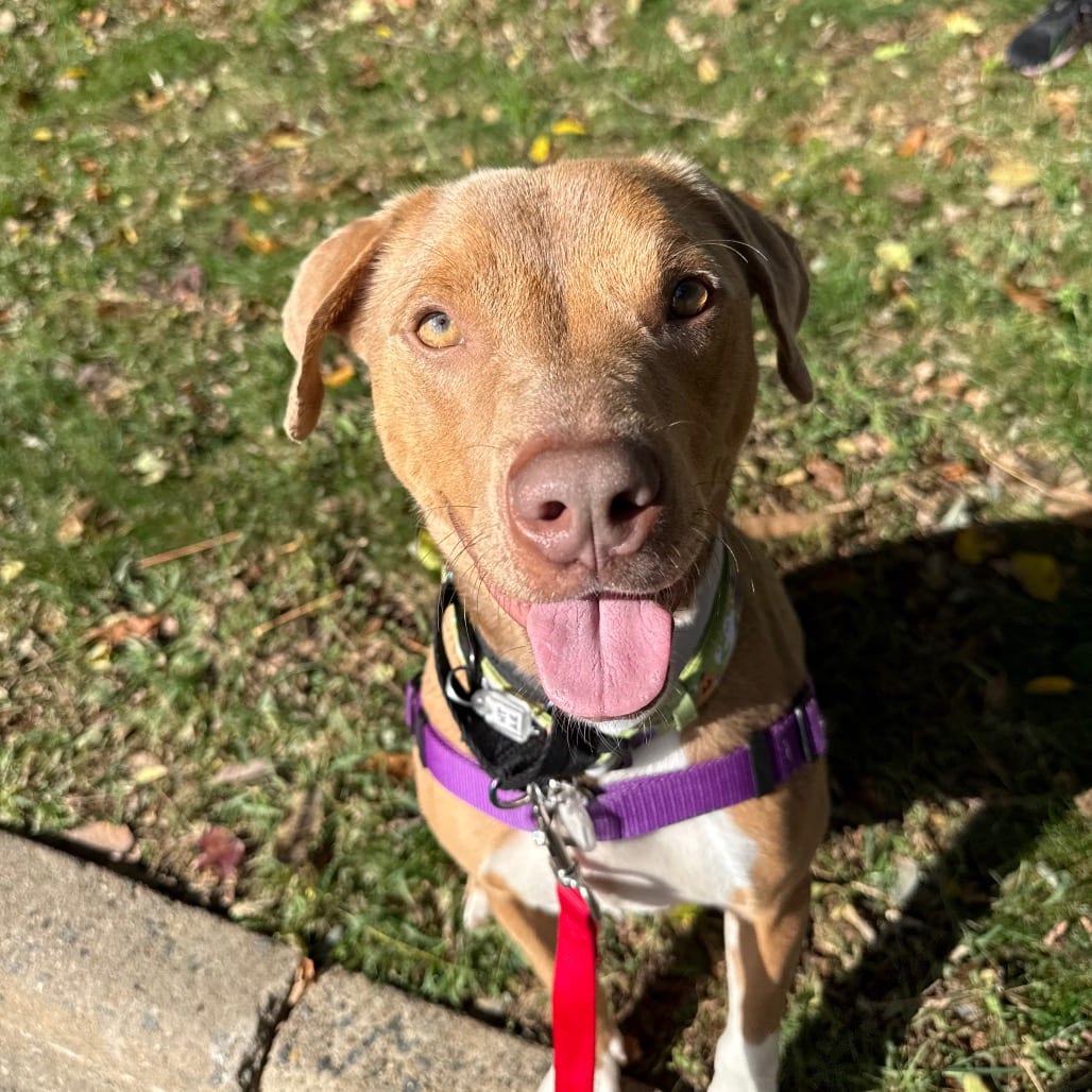 Photo of Daisy, adoptable Mixed Breed (Medium) in Fairfax Station, Virginia