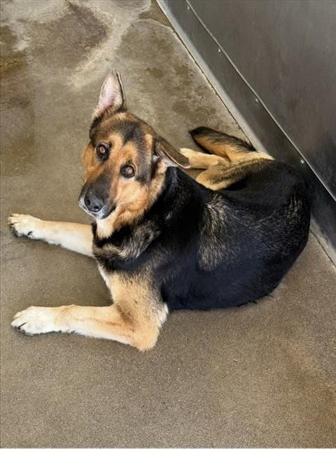 Photo of Millie, adoptable German Shepherd Dog in San Bernardino, California