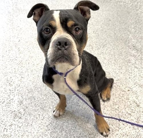 Photo of Twixx, adoptable Pit Bull Terrier in Houston, Texas