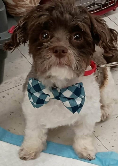 Photo of Gavin, adoptable Maltese in Cuba, New York