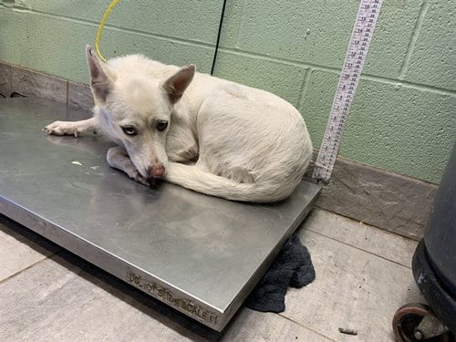 Photo of Guera, adoptable Siberian Husky in Grand Prairie, Texas