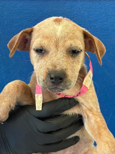 Photo of Bubbles, adoptable Queensland Heeler in Visalia, California