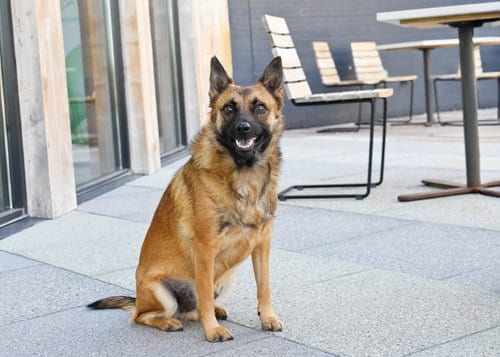 Photo of Frankie Brown, adoptable Shepherd in Sandy, Utah