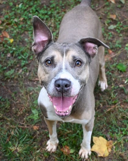 Photo of Lainey, adoptable dog in Chamblee, Georgia