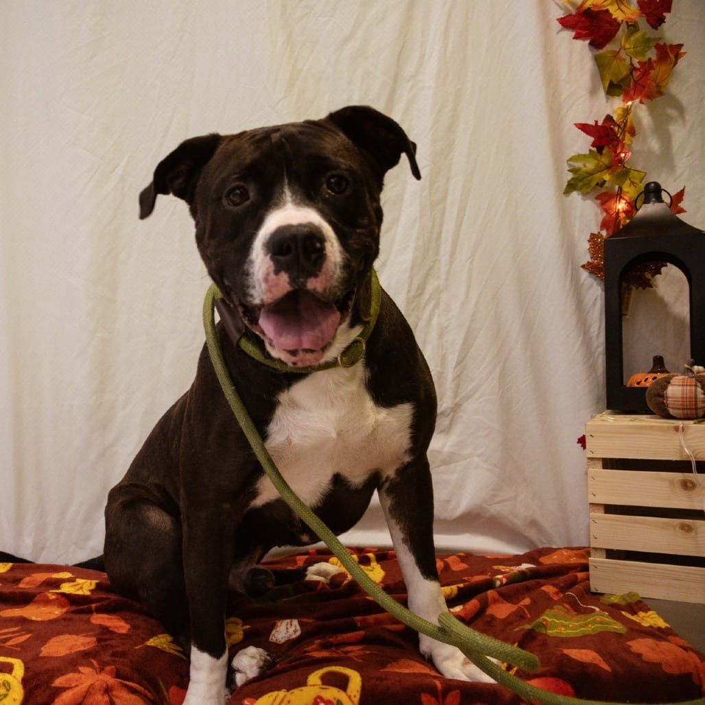 Photo of Baby Eros, adoptable Mixed Breed (Large) in Winfield, West Virginia