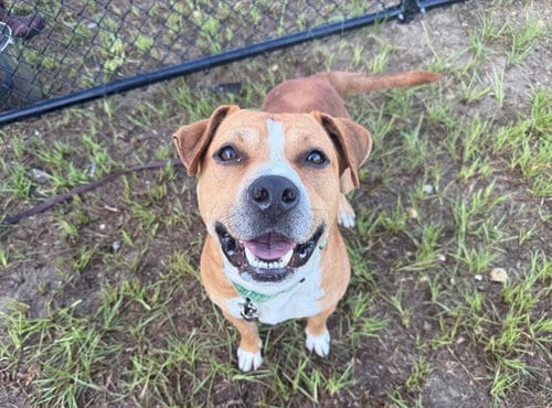 Photo of Andy, adoptable American Staffordshire Terrier in Ocala, Florida