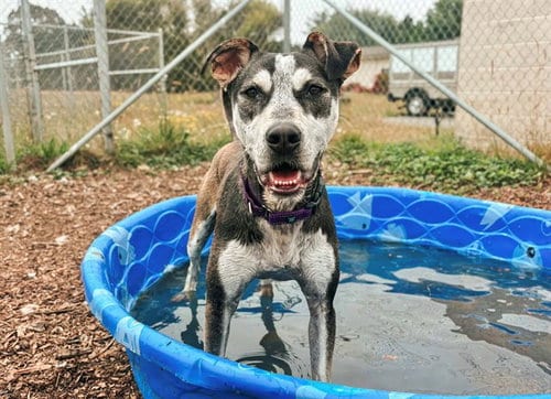 Photo of Bubbles, adoptable American Pit Bull Terrier in McKinleyville, California