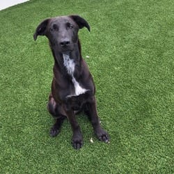 Photo of Yoshi Nanami 3593, adoptable Labrador Retriever Mixed Breed (Medium) in Loxahatchee, Florida
