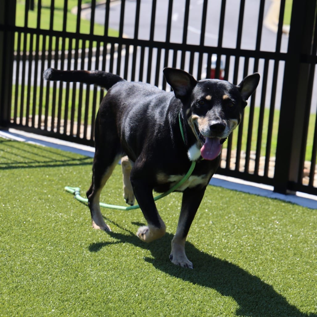 Photo of Colt, adoptable Retriever, Labrador / Rottweiler in Spartanburg, South Carolina
