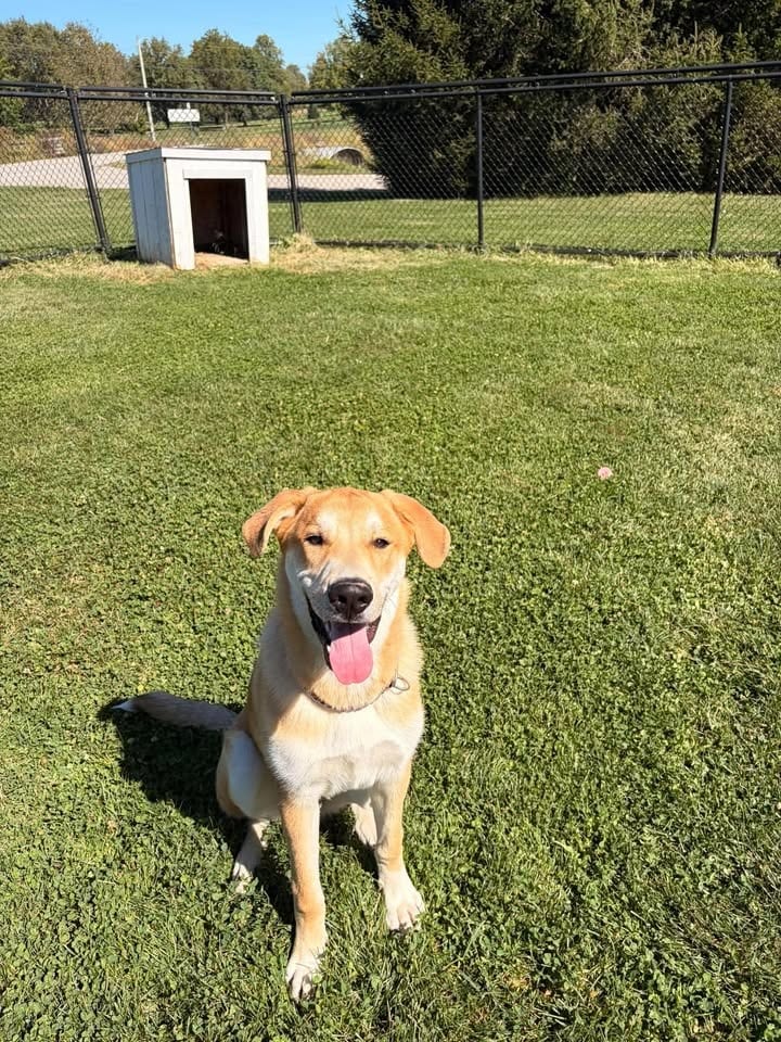 Photo of Graham, adoptable Golden Retriever in Greensburg, Indiana