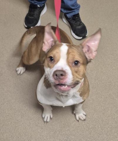 Photo of Mouth, adoptable American Pit Bull Terrier in Decatur, Illinois