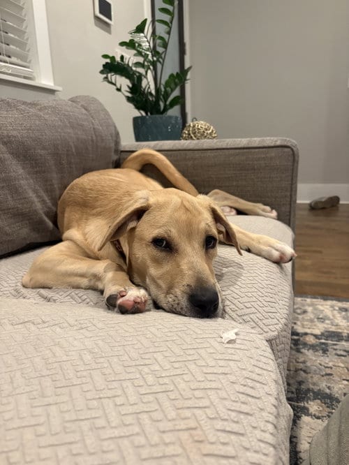 Photo of Bee (f), adoptable Labrador Retriever in Nashville, Tennessee