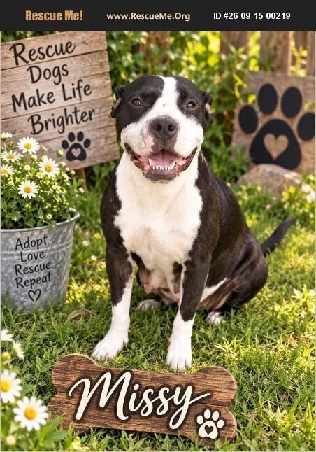 Photo of Missy, adoptable American Staffordshire Terrier in Benton, Pennsylvania