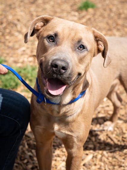 Photo of Hydrogen-IN FOSTER, adoptable dog in Chamblee, Georgia