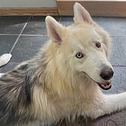 Photo of Jagger, adoptable Husky in Lansdale, Pennsylvania