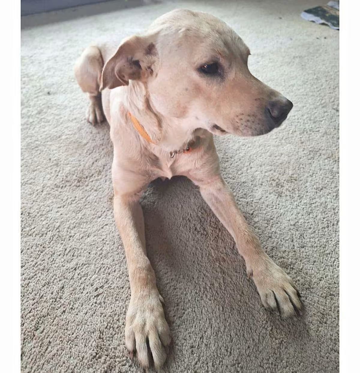 Photo of Oakley, adoptable Labrador Retriever Husky in Melbourne, Arkansas