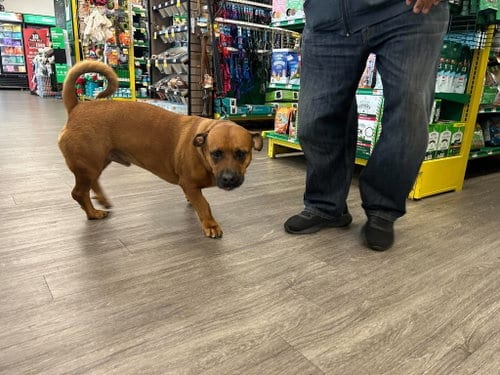 Photo of Gus, adoptable American Pit Bull Terrier in Holbrook, New York