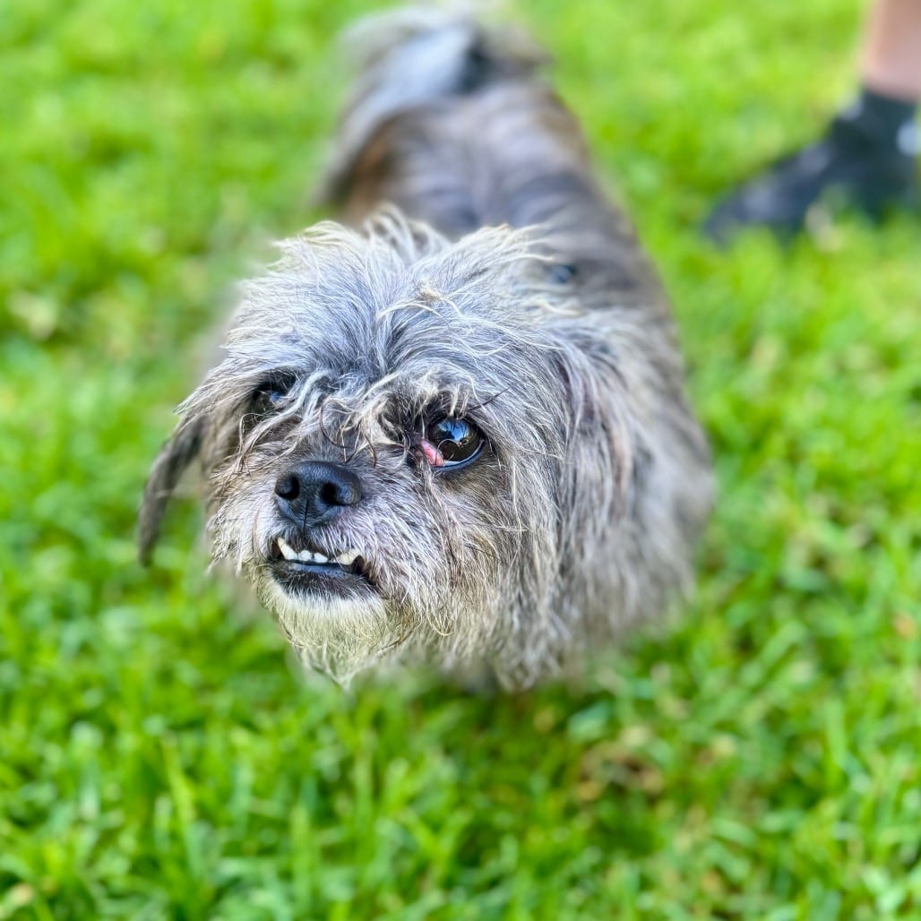 Photo of Bean - Chino Hills Location, adoptable Pug / Poodle