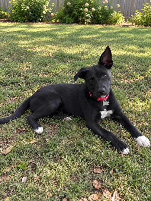 Photo of Hemi, adoptable Pit Bull Terrier in Nashville, Tennessee