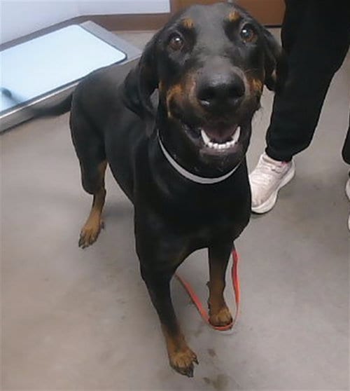 Photo of Harriet, adoptable Doberman Pinscher in Phoenix, Arizona