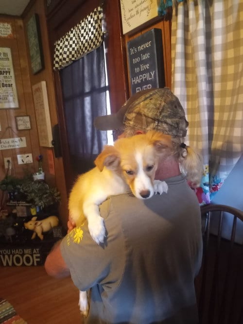 Photo of Gummy, adoptable Collie in Evansville, Indiana