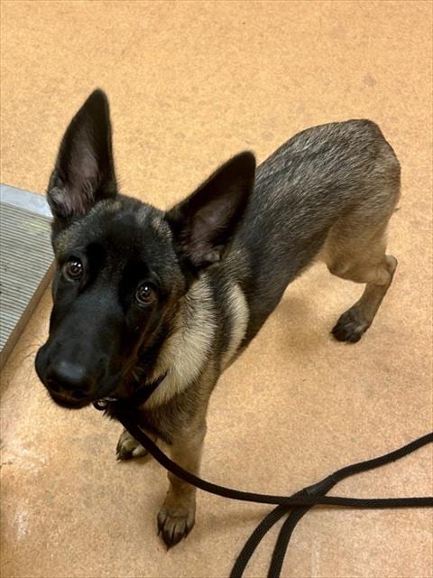 Photo of Marley, adoptable Belgian Shepherd Malinois in Martinez, California