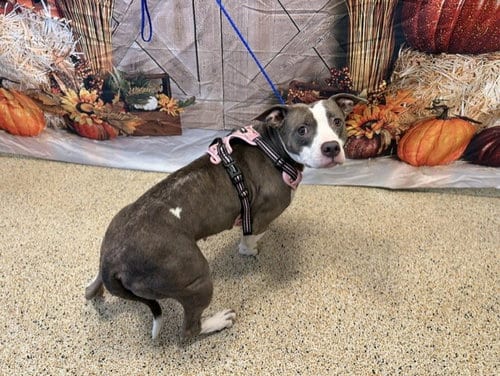 Photo of Amiri, adoptable American Bulldog in Miami, Florida