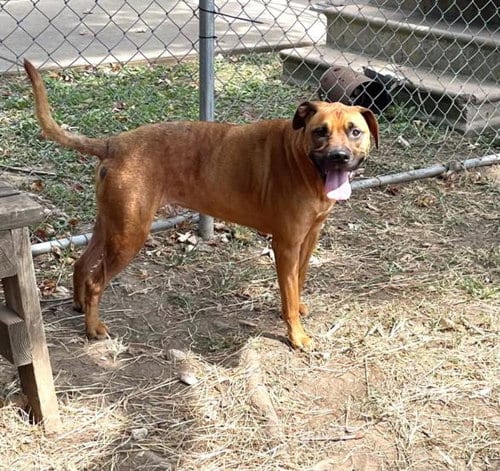 Photo of Pixie, adoptable Black Mouth Cur in Tulsa, Oklahoma