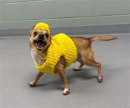 Photo of Logan, adoptable Chihuahua in Geneva, Illinois