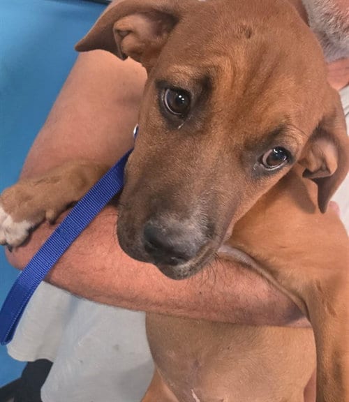 Photo of A171086, adoptable Labrador Retriever in Bakersfield, California