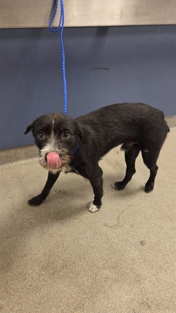 Photo of Jet, adoptable Terrier in Miami, Florida