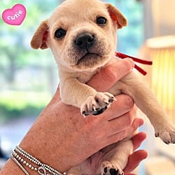 Photo of Maple - Willow Mae Litter, adoptable Mixed Breed (Medium) in Holly Springs, North Carolina