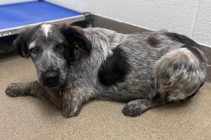 Photo of Copper Oscar, adoptable dog