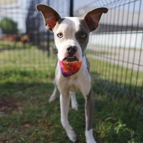 Photo of Lola, adoptable American Staffordshire Terrier in San Antonio, Texas
