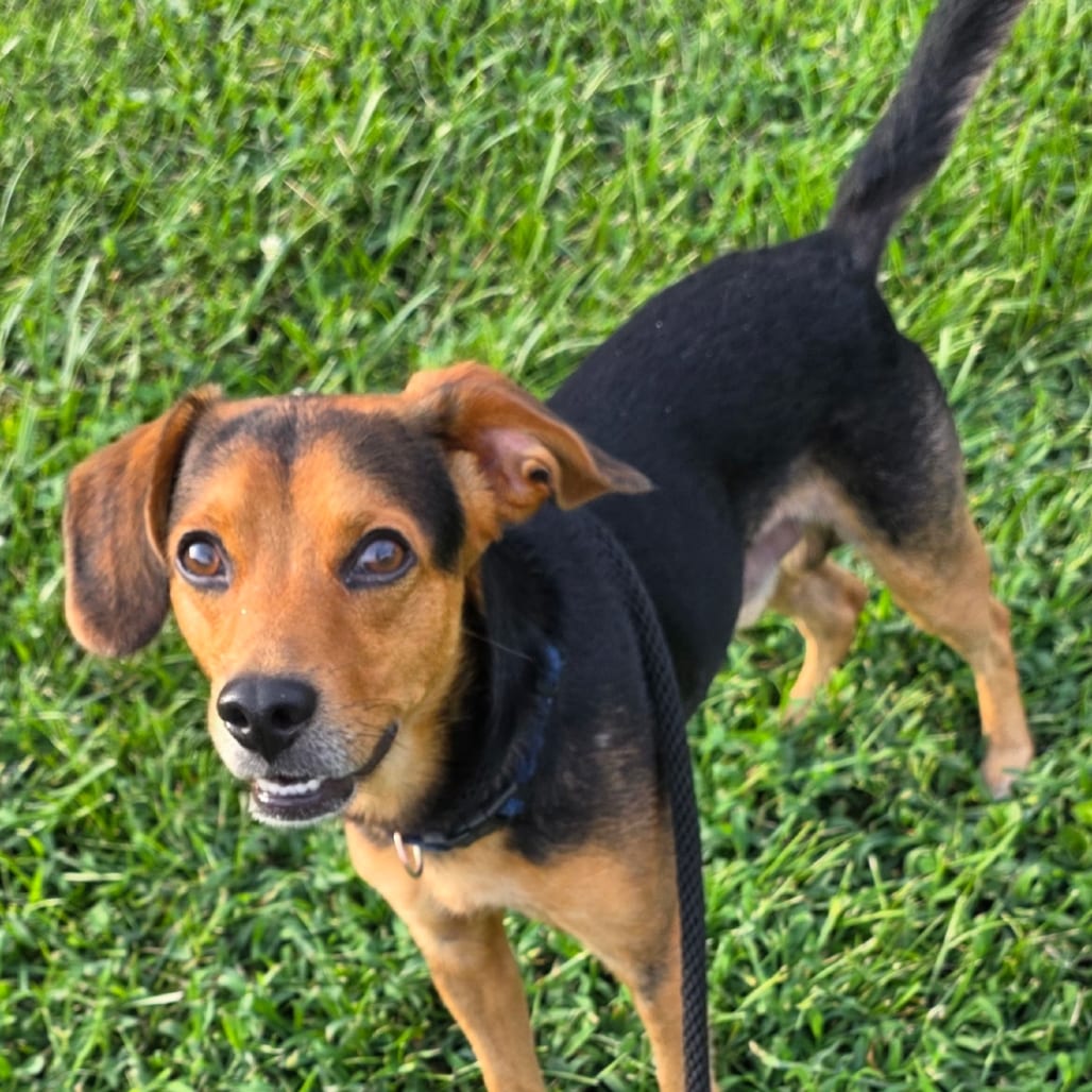 Photo of Ryder, adoptable Beagle / Mix in Fairfax Station, Virginia
