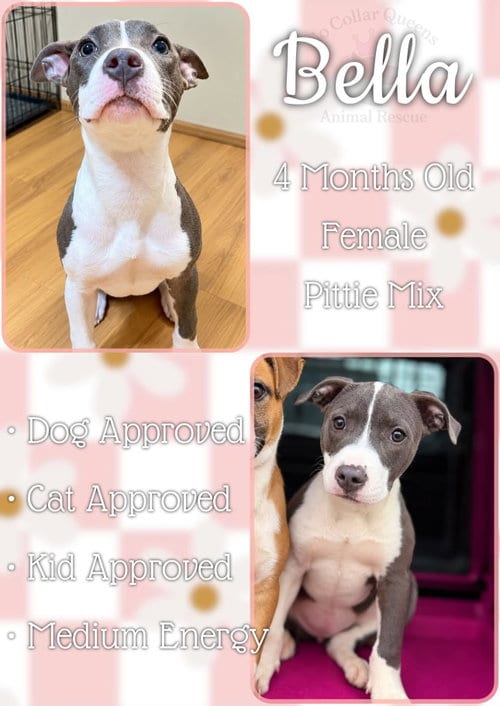 Photo of Bella (Belladonna), adoptable Pit Bull Terrier in Jacksonville, North Carolina