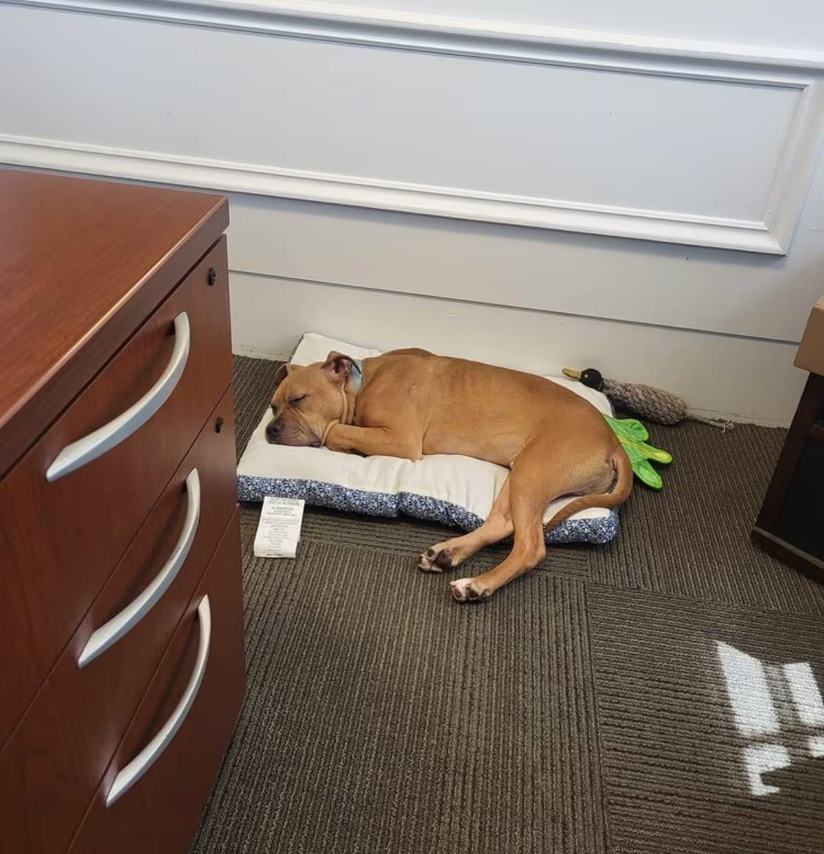Photo of Scooby, adoptable Mixed Breed (Medium) in Richmond, Indiana