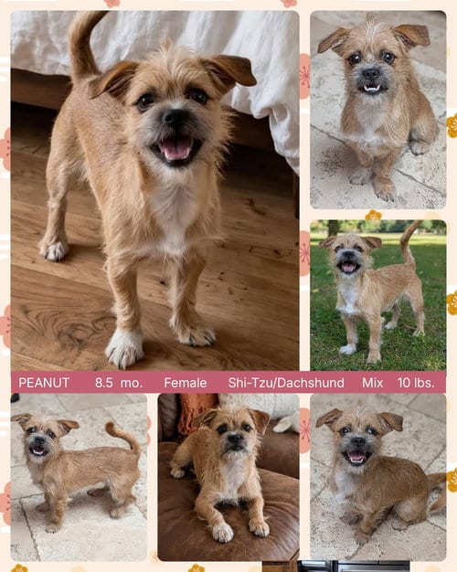 Photo of Peanut, adoptable Shih Tzu in Mesa, Arizona