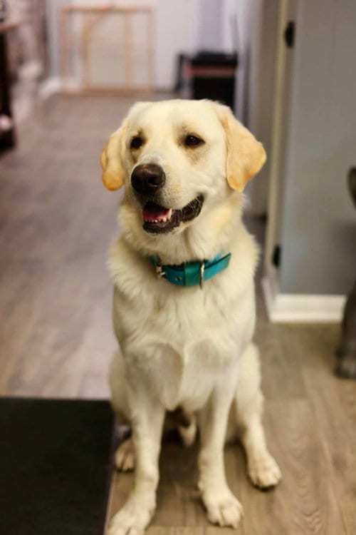 Photo of Yeller, adoptable Labrador Retriever in Duluth, Minnesota