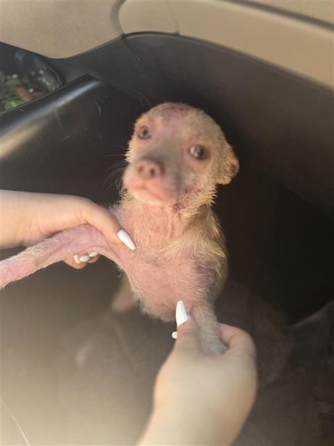 Photo of Simba, adoptable Chihuahua in San Antonio, Texas